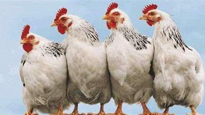 أسعار الدواجن اليوم 1-6-2021 في أسواق المنيا