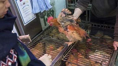 الصين تسجل أول إصابة بشرية في العالم بإنفلونزا الطيور