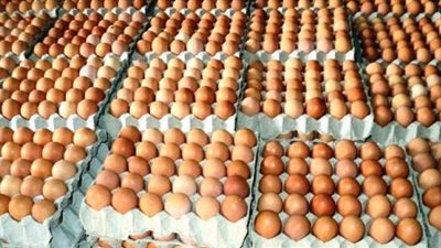بعد تراجع أعداد قطعان أمهات البياض.. تحذيرات من ارتفاع حاد في سعر بيض المائدة