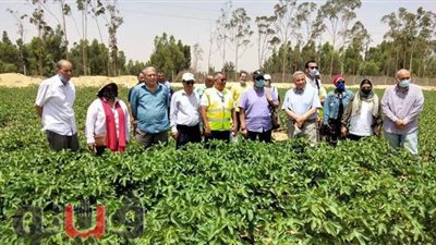زراعة الإسماعيلية تكثف المرور على حقول دوار الشمس بالقنطرة غرب | صور