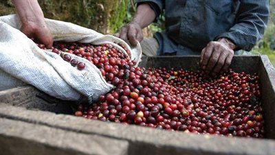 الجفاف يهزم ملوك صناعة القهوة في البرازيل