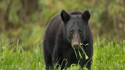 نجاة مواطن روسي من الموت بعد معركة مع دب