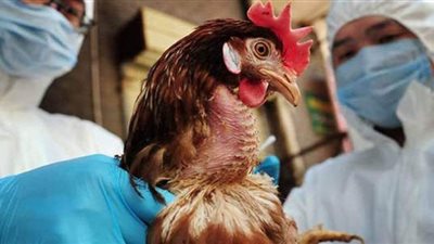 خطوات ضرورية للوقاية من السلالة الجديدة لإنفلونزا الطيور