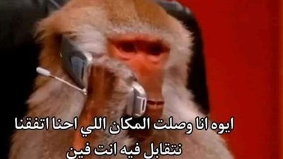 قرود البابون.. قصة أشهر 