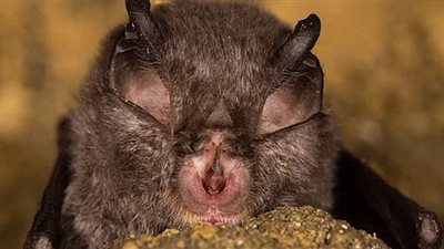 البؤر المرشحة لظهور سلالات جديدة من وباء كورونا