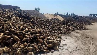 أزمة في توريد بنجر السكر تضرب مزارعي المنيا.. والأسباب بين زيادة الإنتاج وأسطول النقل