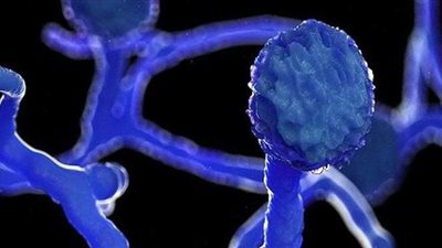 لا داعي للقلق.. الصحة العالمية تحسم الجدل بشأن الفطر الأسود