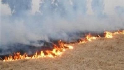 البيئة: السيطرة على 44 حريقا لقش الأرز بالبحيرة