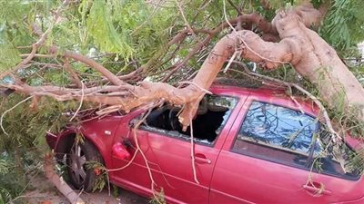 بالصور.. سقوط شجرة يحطم سيارة ملاكي خلف مدرسة في بورسعيد