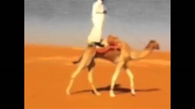 بالفيديو.. استعراض على ظهر «جمل» ينتهي تحت «سيارة»