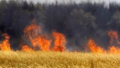 عقب سيجارة يحرق 8 قراريط قمح بسوهاج