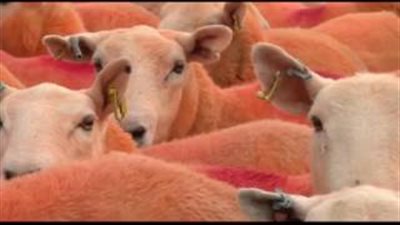 بالفيديو.. تعرف على سبب طلاء مزارع أغنامه باللون البرتقالي