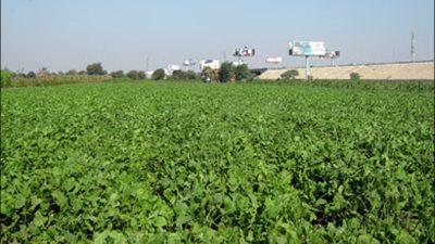 الـ«فاو» تحدد خارطة طريق لمواجهة التغيرات المناخية وآثارها على الزراعة