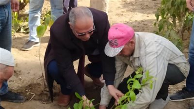 زراعة  300 شجرة بميت غمر لتحسين الهواء| صور
