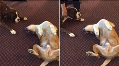 بالفيديو.. لقطات طريفة لكلب يدعي الموت لإثارة خوف صديقه