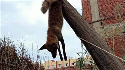 الثعالب تهاجم قرية بالقليوبية والأهالي يقتلون أحدها ويعلقونه أعلى شجرة