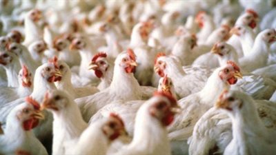 استقرار أسعار الدواجن.. والبلدي يسجل 20 جنيها