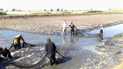 مسئول حكومي: المزارع السمكية القريبة من النيل تسبب السرطان