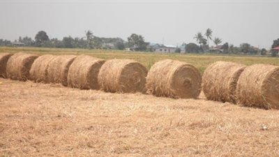 استمرار عمليات تجميع القش وإنتاج الأسمدة والأعلاف في الشرقية