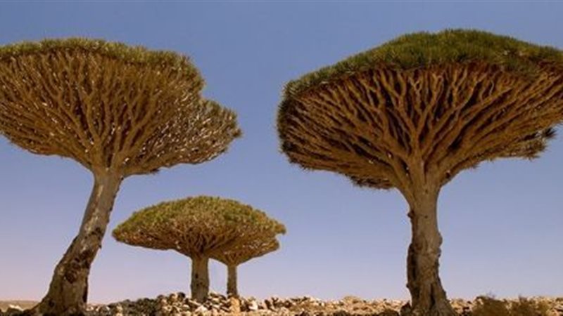 فيتو