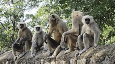 حديقة حيوانات في أستراليا تحتفل بأول مئوية لها