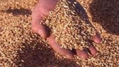 ضبط 30 طن قمح فاسد أثناء توريدها لـ