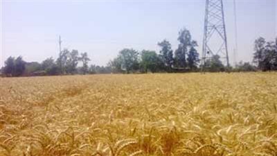 توريد 28 ألف طن قمح منذ أول مايو فى الغربية