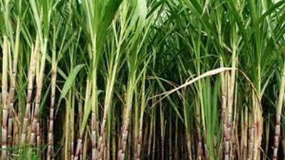 «المواد الغذائية» تطالب الدولة بالتوسع في زراعة قصب السكر