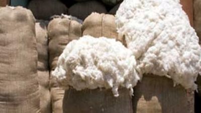 الحكومة تحدد التسعيرة النهائية لقنطار القطن.. الخميس