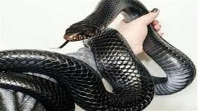 تفسير حلم من يري أنه قتل ثعبانا أسود في المنام