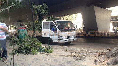 بالفيديو والصور.. ارتباك مرورى بالزمالك بسبب تقليم الأشجار