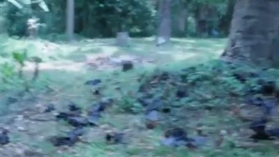 بالفيديو.. الحر يقتل 1000 خفاش في كوينزلاند