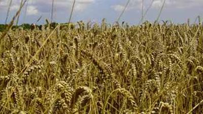 توريد 7600 إردب قمح لشون قنا