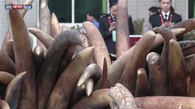 بالفيديو.. الصين تدمر 6 أطنان من العاج