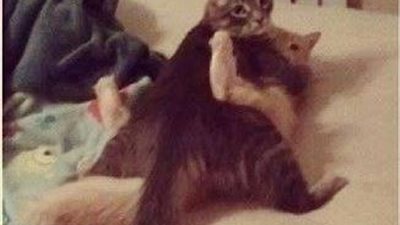 بالصور.. القبض على 