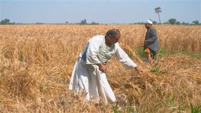 الحكومة تنفي إصابة محصول القمح المصري بفطر الصدأ الأصفر