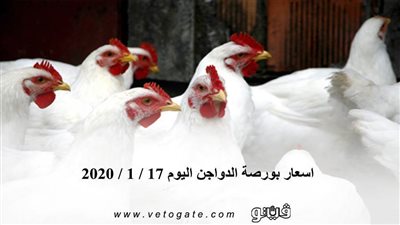 اسعار بورصة الدواجن اليوم 17 / 1 / 2020