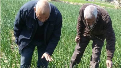 بدء موسم حصاد البصل الأخضر في قرى غرب النيل بقنا | صور