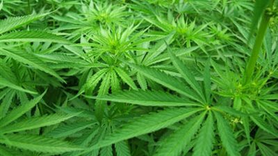 مزاج عابر للقارات.. أفريقيا تنتج 26 ٪ وتضم 42 مليون متعاطى