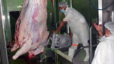 إقامة مجزر آلي جديد في جمصة