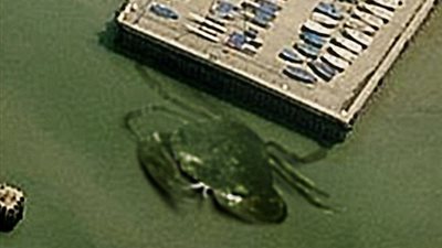 بالفيديو والصور.. أكبر 