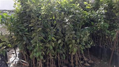 طرح شتلات فاكهة لتنمية الثروة الزراعية في الوادى الجديد