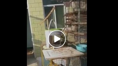 رجل يبتكر طريقة جديدة لجمع الحمام في أقفاصه في ثوان (فيديو)