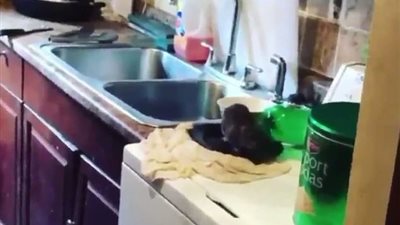 «غزوة القوارض».. فئران بحجم الكلاب تحتل منزلا في نيويورك (فيديو)