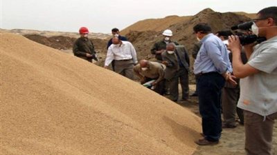 ضبط 8 أطنان قمح فاسد أثناء توريدها لشون البحيرة