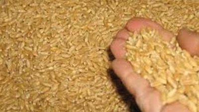 ضبط 8 أطنان قمح فاسدة قبل توريدهم لشونة بالبحيرة