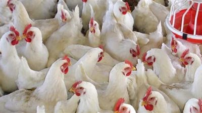 حماية المستهلك عن قانون منع تداول الدواجن الحية:«ظاهره رحمة وباطنه عذاب»