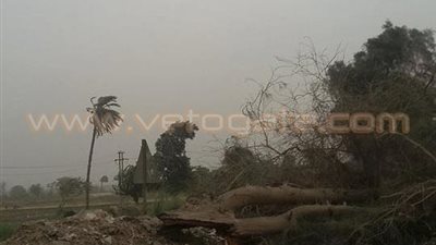 العاصفة الترابية تتسبب في سقوط شجرة وتعطيل المرور بالشرقية