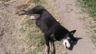 إعدام 12 كلبا ضالا بـ«ديرب نجم» في الشرقية (صور)