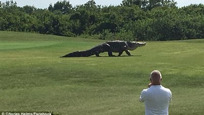 أول ظهور لتمساح ملعب الجولف الشهير (فيديو وصور)